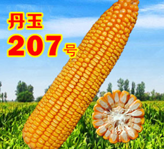 丹玉207號(hào)-玉米種子-丹玉種業(yè)