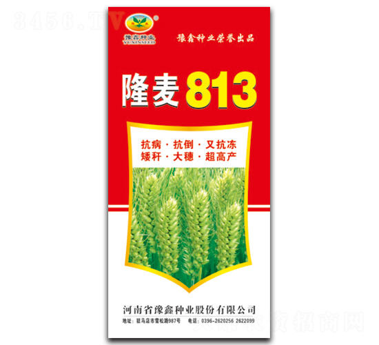隆麥813-小麥種子-豫鑫種業(yè)