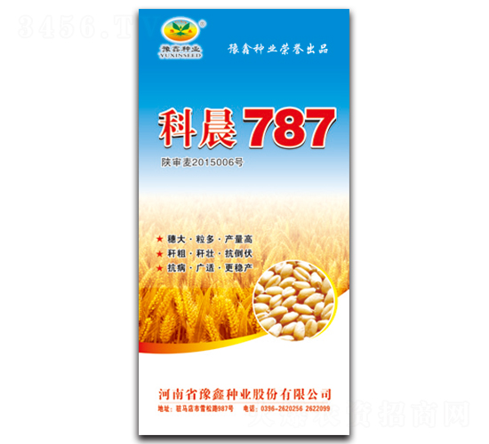 科晨787-小麥種子-豫鑫種業(yè)