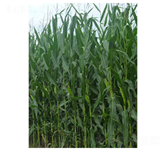 �N�����A798-���׷N��-�N�ǷN�I(y��)