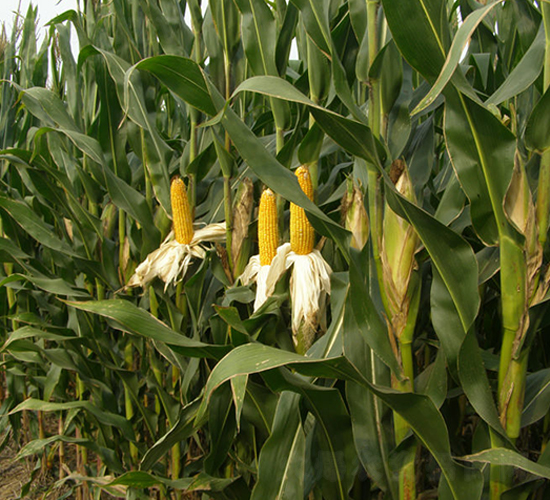 ���r(n��ng)118-���׷N��-���r(n��ng)