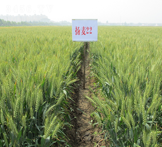 揚麥22-小麥種子-金土地