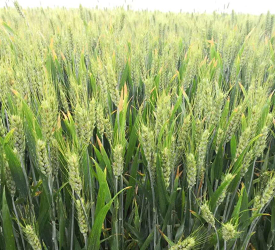 ݆�x146-С���N��-������