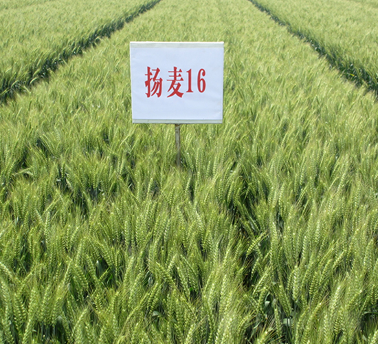 �P(y��ng)��16-С���N��-������