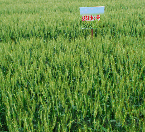 揚(yáng)輻麥5號-小麥種子-金土地
