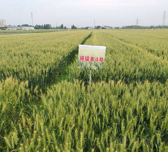 �Pݗ��4̖-С���N��-������