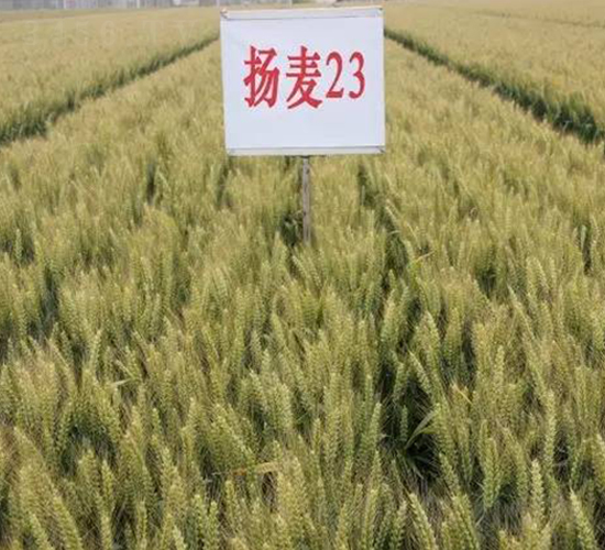 揚(yáng)麥23-小麥種子-金土地