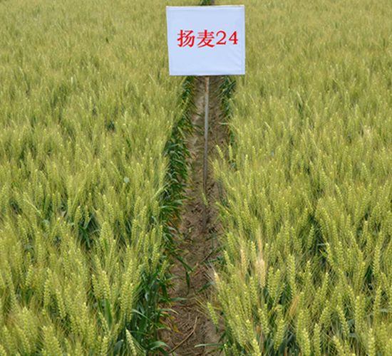 揚麥24-小麥種子-金土地