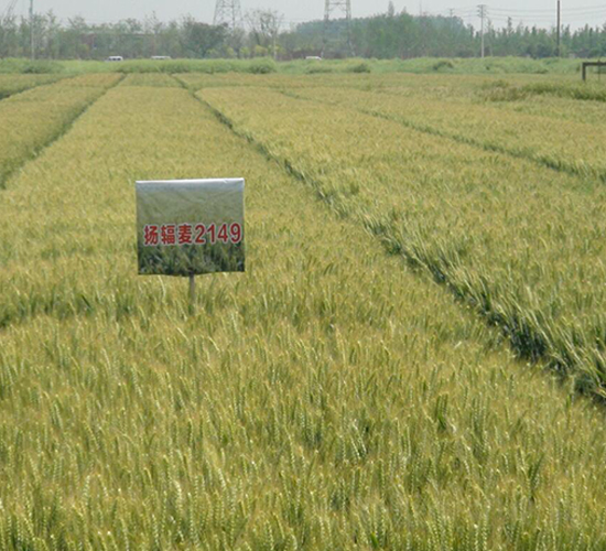 揚(yáng)輻麥9號(hào)-小麥種子-金土地
