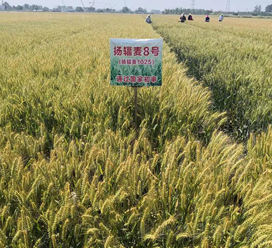 揚輻麥8號-小麥種子-金土地