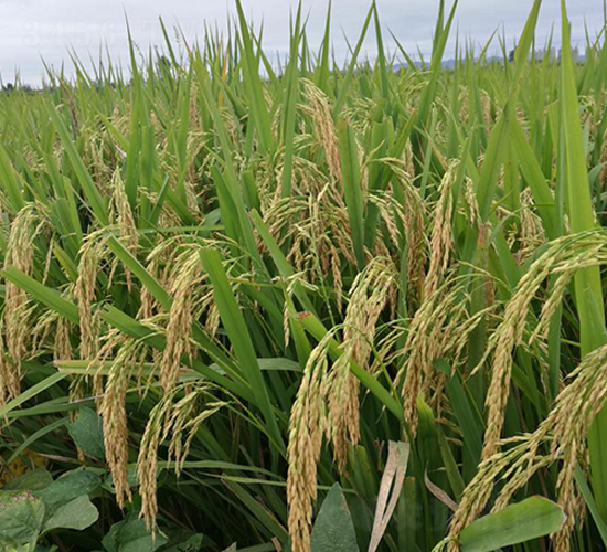 �P(y��ng)��(y��u)��ռ-ˮ���N��-������