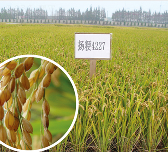 �P��4227-ˮ���N��-������