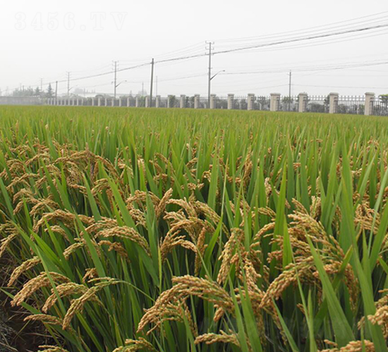 �P(y��ng)��103-ˮ���N��-������