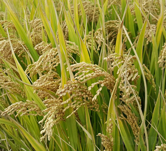 �P(y��ng)��805-ˮ���N��-������