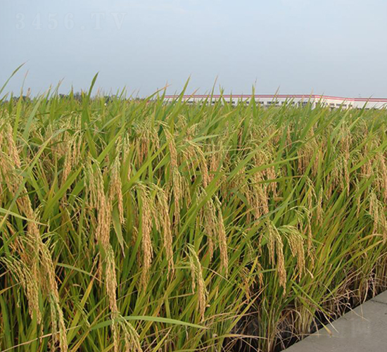 �P�Ƀ�(y��u)013-ˮ���N��-������