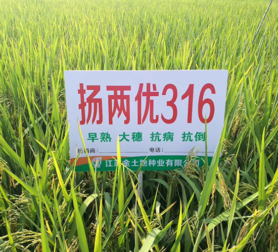 �P�Ƀ�(y��u)316-ˮ���N��-������