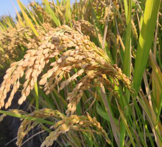 金香玉1號-水稻種子-金土地