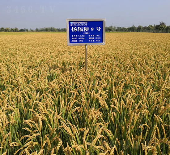 �P(y��ng)ݗ��9̖(h��o)-ˮ���N��-������