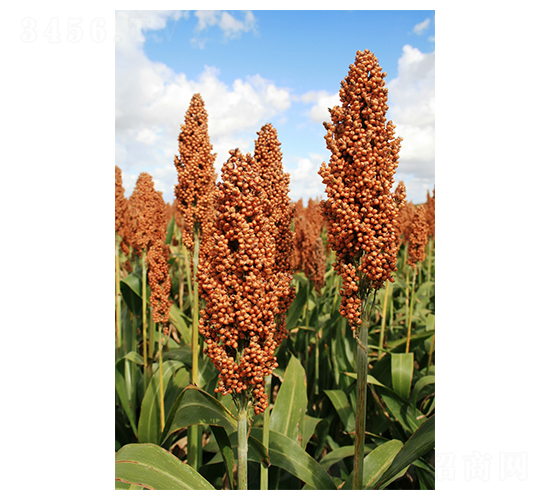 FU007-�����N��-º��N�I(y��)