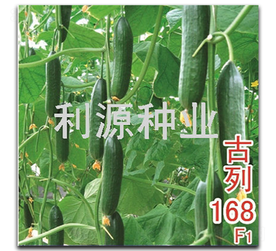 古列168-黃瓜種子-利源種業(yè)
