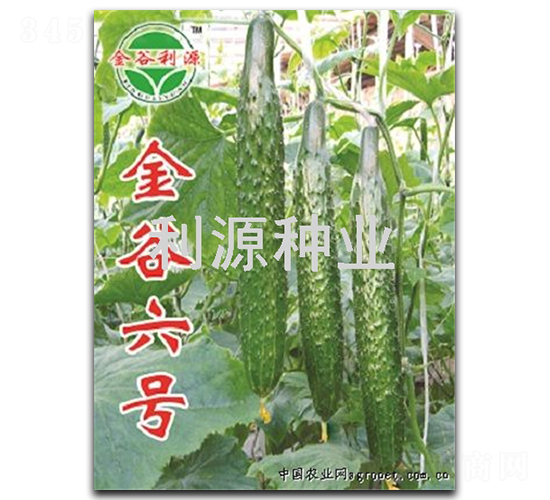 金谷六號-黃瓜種子-利源種業(yè)