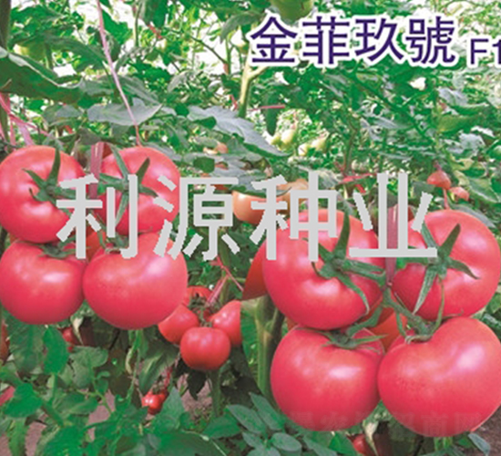金菲玖號-番茄種子-利源種業(yè)