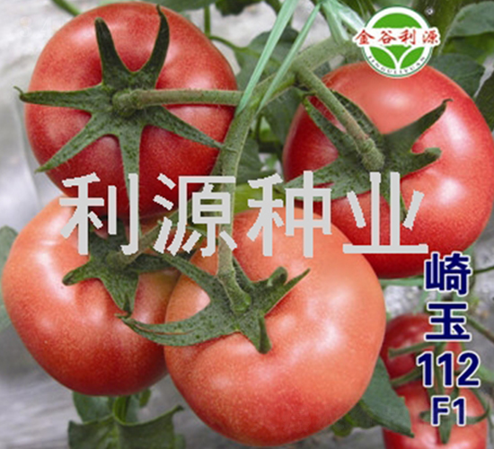 崎玉112-番茄種子-利源種業(yè)