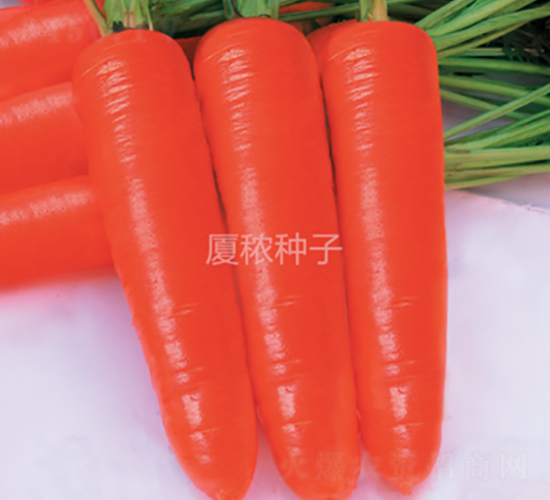中秋紅-胡蘿卜種子-廈秾農(nóng)業(yè)