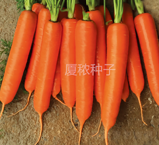 順紅七寸-胡蘿卜種子-廈秾農(nóng)業(yè)