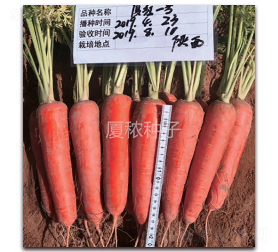 �B�tһ̖-���}���N��-�B���r�I(y��)