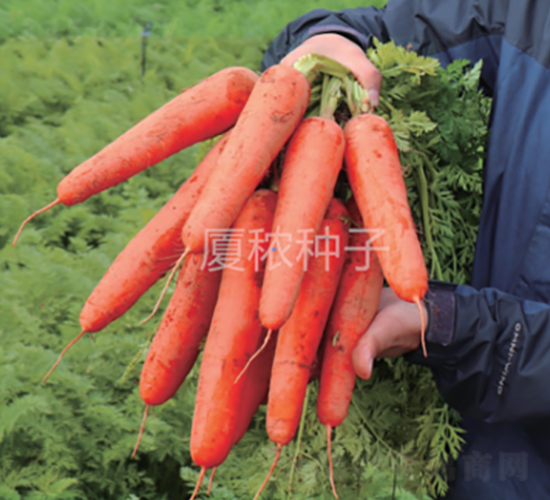 廈紅二號(hào)-胡蘿卜種子-廈秾農(nóng)業(yè)