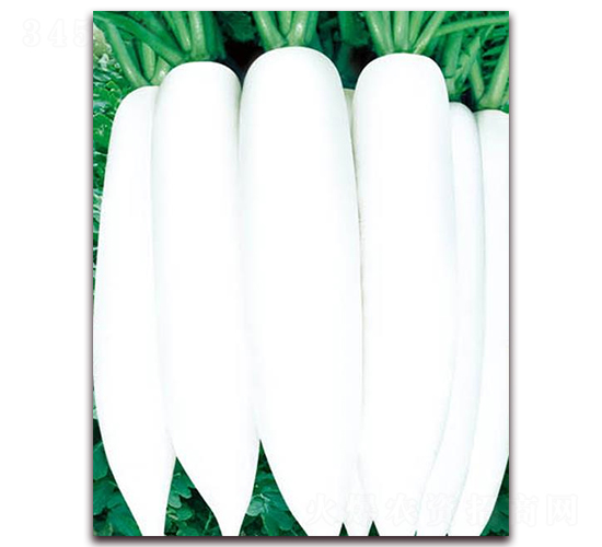 夏白玉蘿卜-白蘿卜種子-華農(nóng)種業(yè)