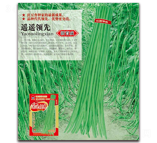 遙遙領(lǐng)先-豇豆種子-華農(nóng)種業(yè)