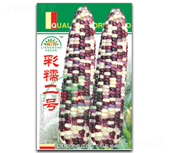 彩糯二號(hào)-糯玉米種子-亮農(nóng)