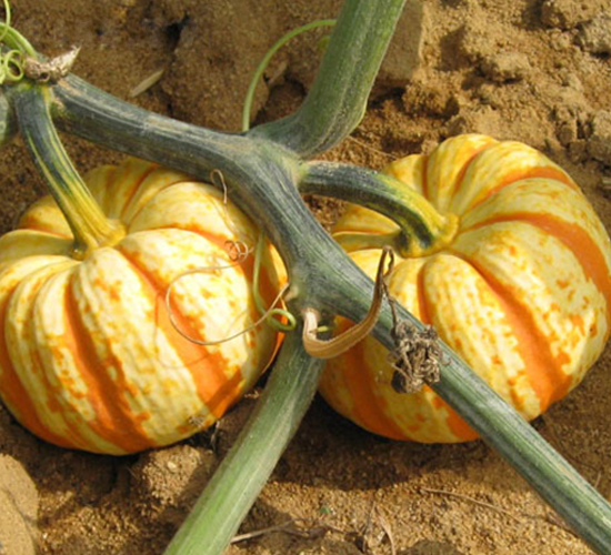 ���401-�ϹϷN��-���y�ϲ�