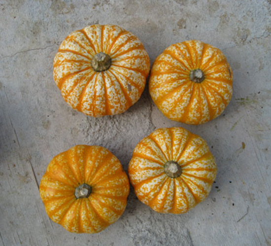 ���301-�ϹϷN��-���y�ϲ�