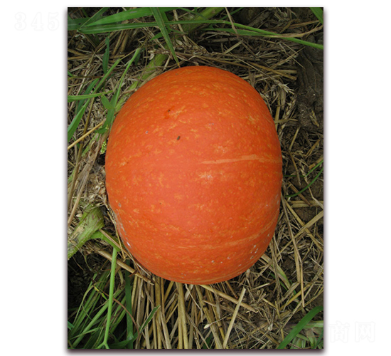 ������̖(h��o)-�ϹϷN��-���y�ϲ�