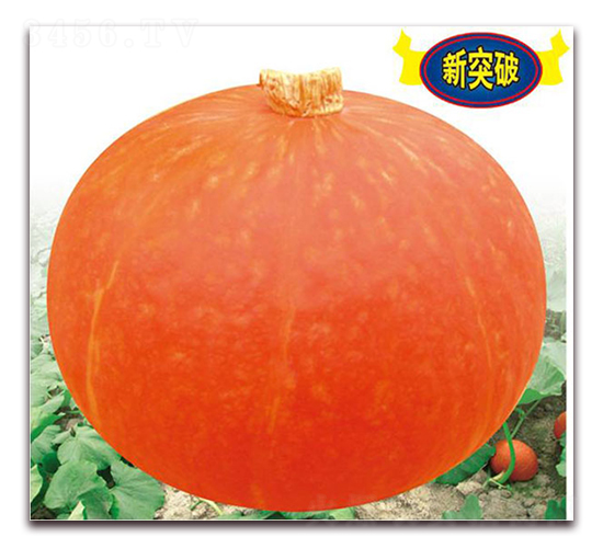 荃鑫二號-南瓜種子-荃銀瓜菜