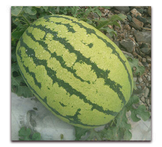 荃銀五號-西瓜種子-荃銀瓜菜