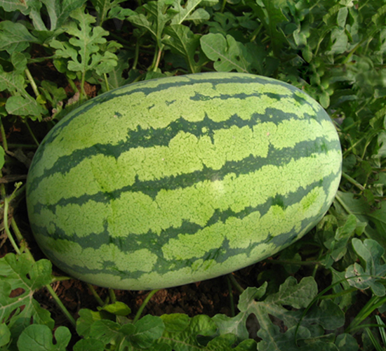 荃銀紅鑫龍-西瓜種子-荃銀瓜菜
