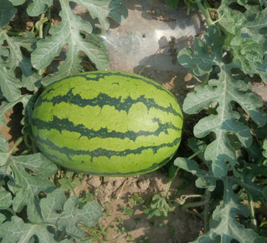 中華綠龍-西瓜種子-荃銀瓜菜