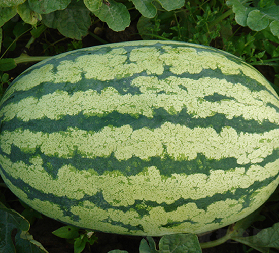 特選西農八號-西瓜種子-荃銀瓜菜
