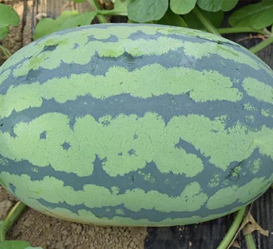 大帝龍-西瓜種子-荃銀瓜菜