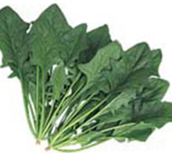 全能菠菜-菠菜種子-科立昌