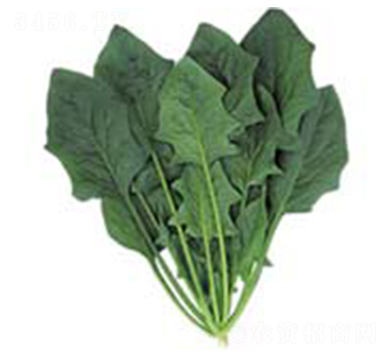 強力菠菜-菠菜種子-科立昌