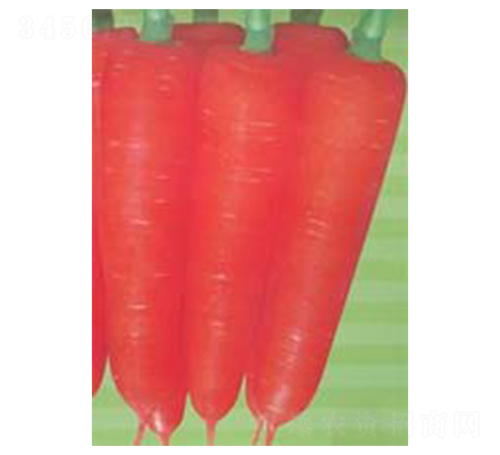 寶紅五寸-胡蘿卜種子-科立昌