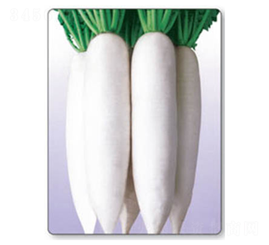 白玉大根-白蘿卜種子-科立昌