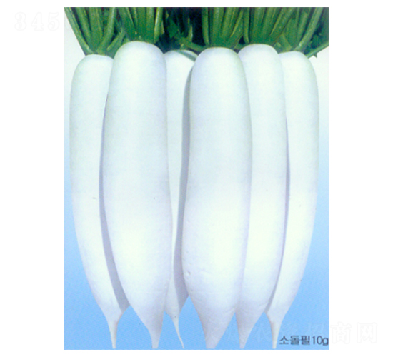 新漢城白玉-白蘿卜種子-科立昌