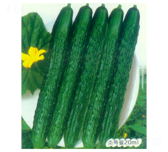 大圣一號(hào)-黃瓜種子-科立昌