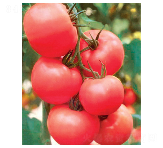 粉冠2號-番茄種子-科立昌